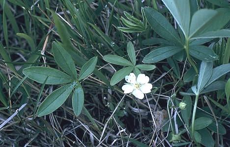 Potentilla alba