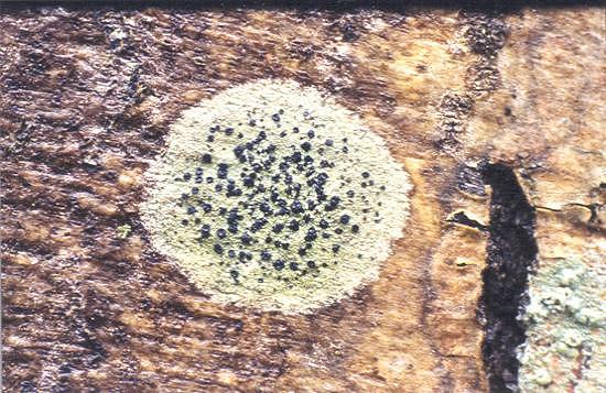 Lecidella elaeochroma