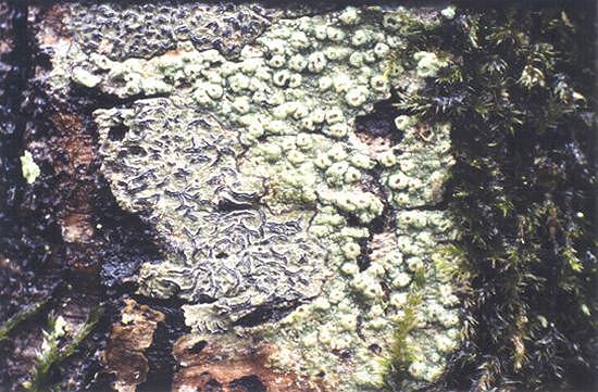 Graphis scripta und  Pertusaria leioplaca