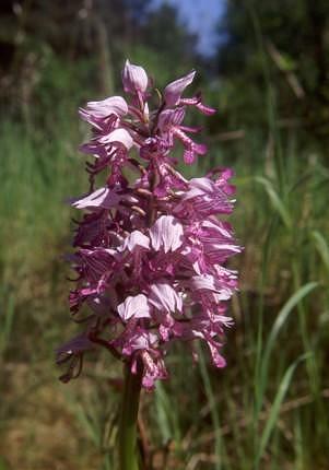 Orchis militaris