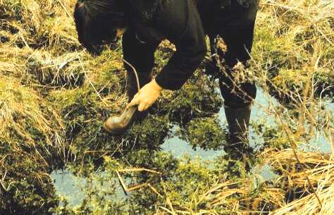 Insektensuche durch Treten von B&uuml;lten an Gew&auml;ssern