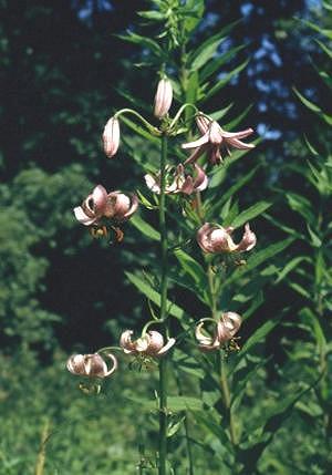 Lilium martagon