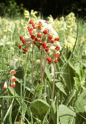 Primula veris