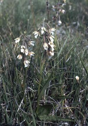 Epipactis palustris