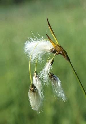 Eriophorum latifolium